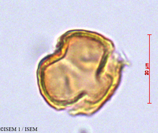 ISEM 1/Rubus_nubigenus_29126/Rubus_nubigenus_29126_0003(copy).jpg